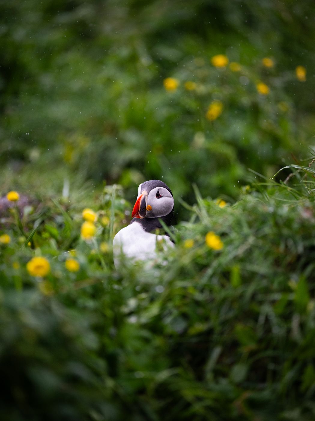 Puffin Marina, Iceland