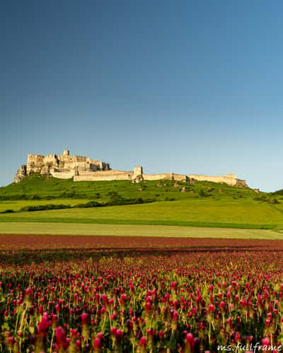 Spiš Castle