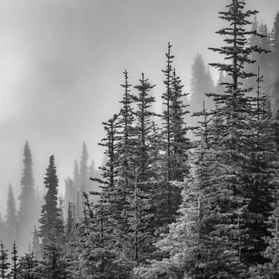 Subalppine Fir Along Hurricane Hill Nature Trail, USA