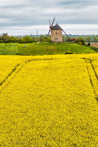 The mill of Saint-Michel (Moidrey Mill)