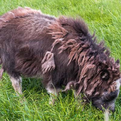 The Musk Ox Farm, USA