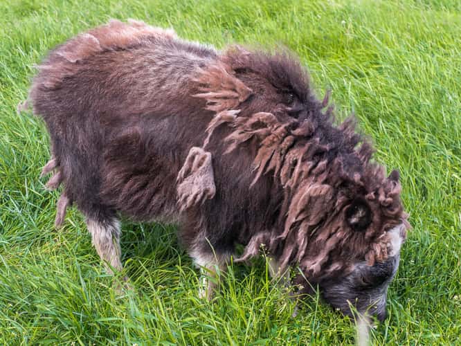 The Musk Ox Farm