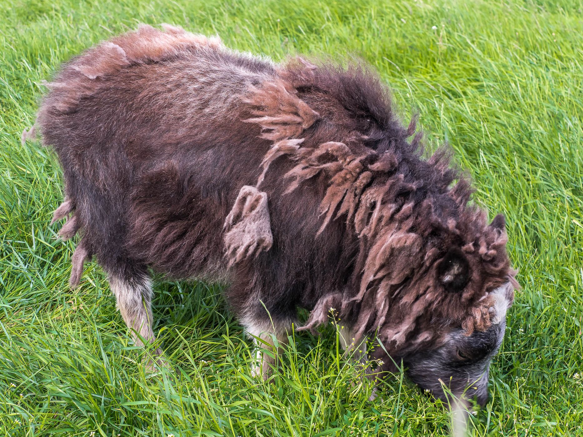 The Musk Ox Farm, USA