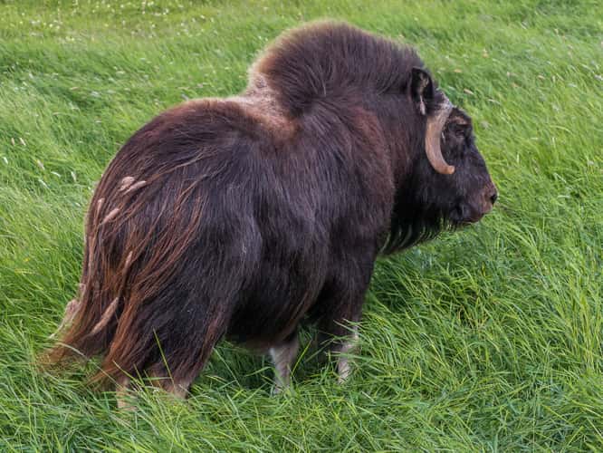 The Musk Ox Farm