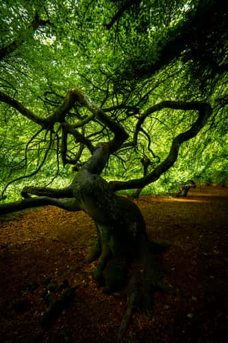 Witch Forest, Lietzow