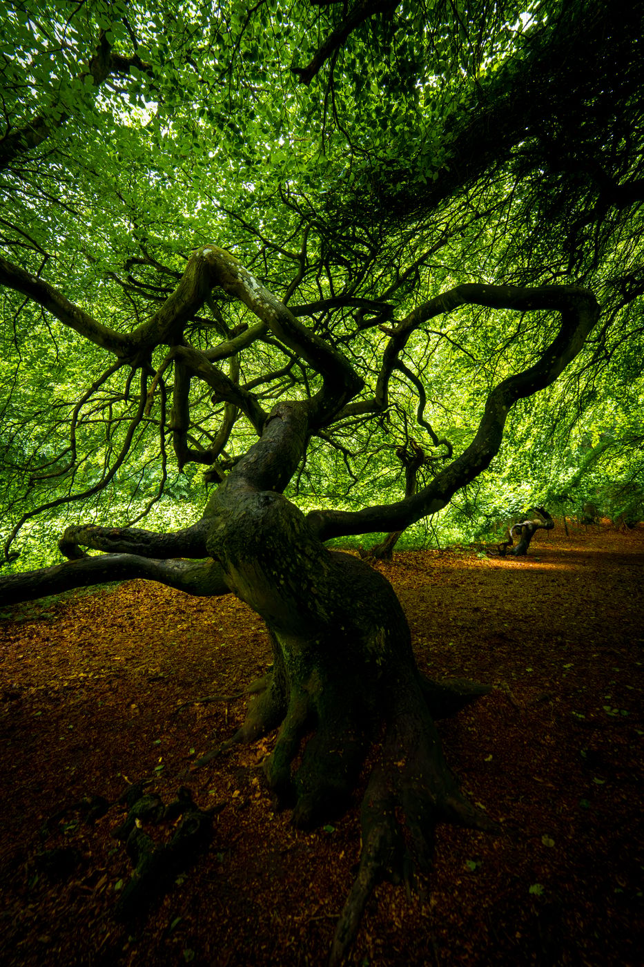 Witch Forest, Lietzow, Germany
