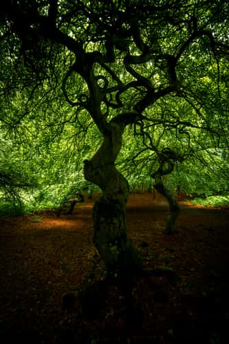 Witch Forest, Lietzow