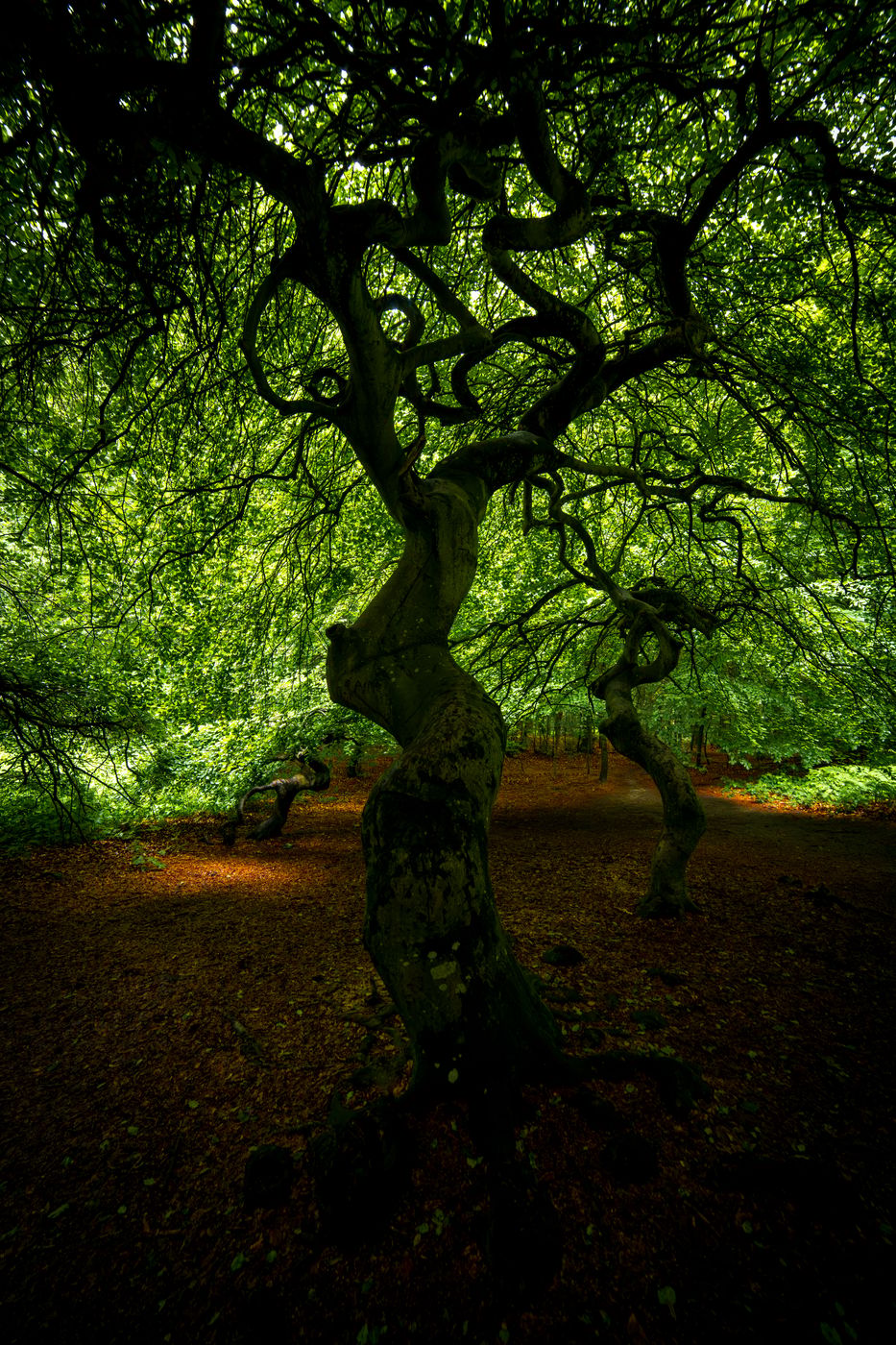 Witch Forest, Lietzow, Germany