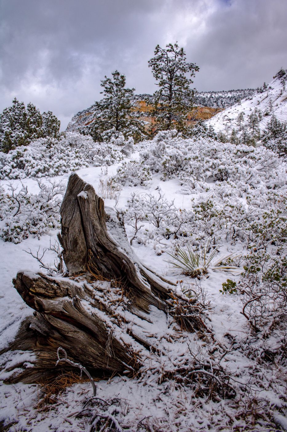 Zion National Park, USA