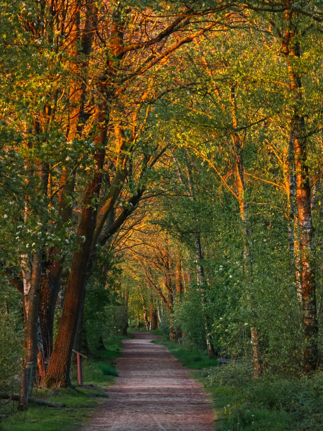 Alley at Zwillbrocker Venn, Germany