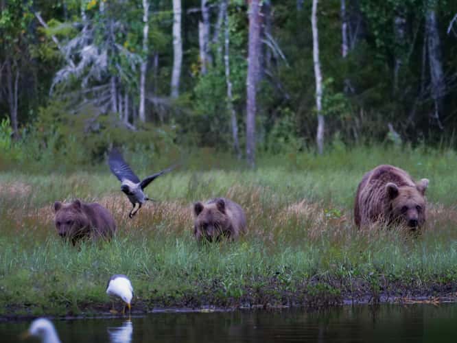 Bear watching Station Kuusamo