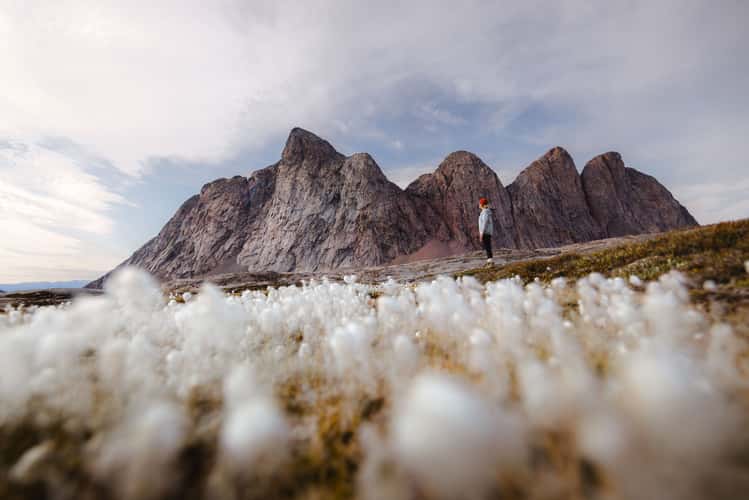 Cotton gras and Bear Islands hike, Scoresbysund