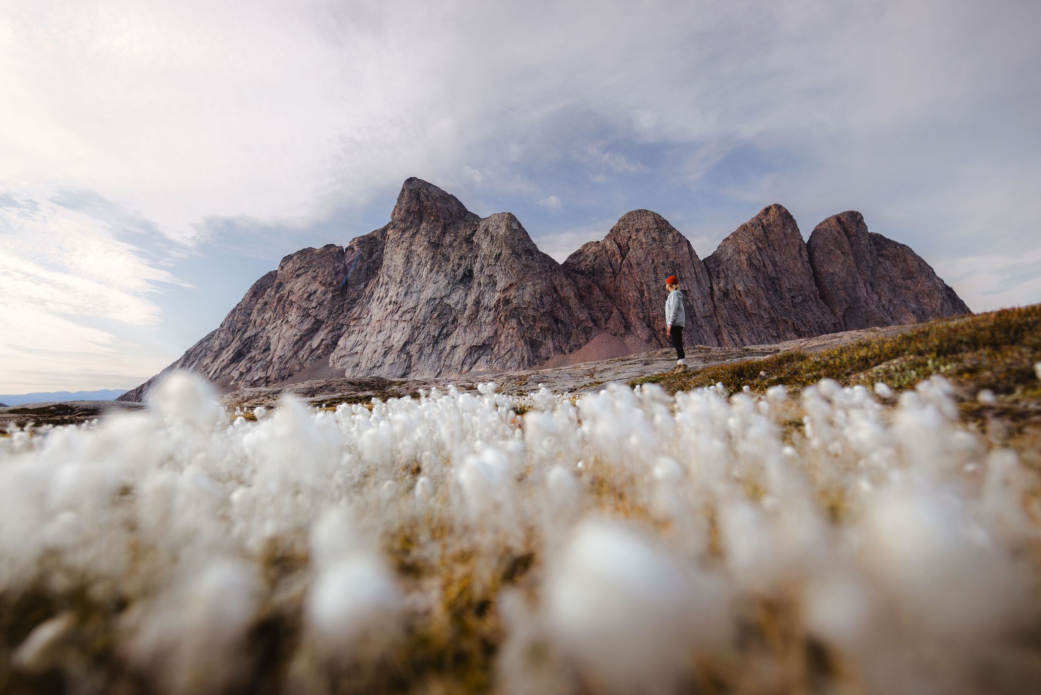 Cotton gras and Bear Islands hike, Scoresbysund, Greenland