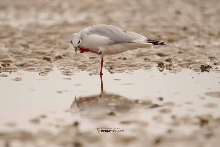 Cuxhaven Dunen