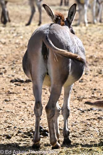 Donkey Farm