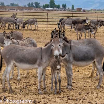 Donkey Farm, USA