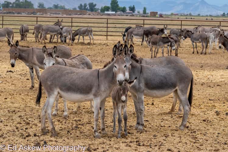 Donkey Farm