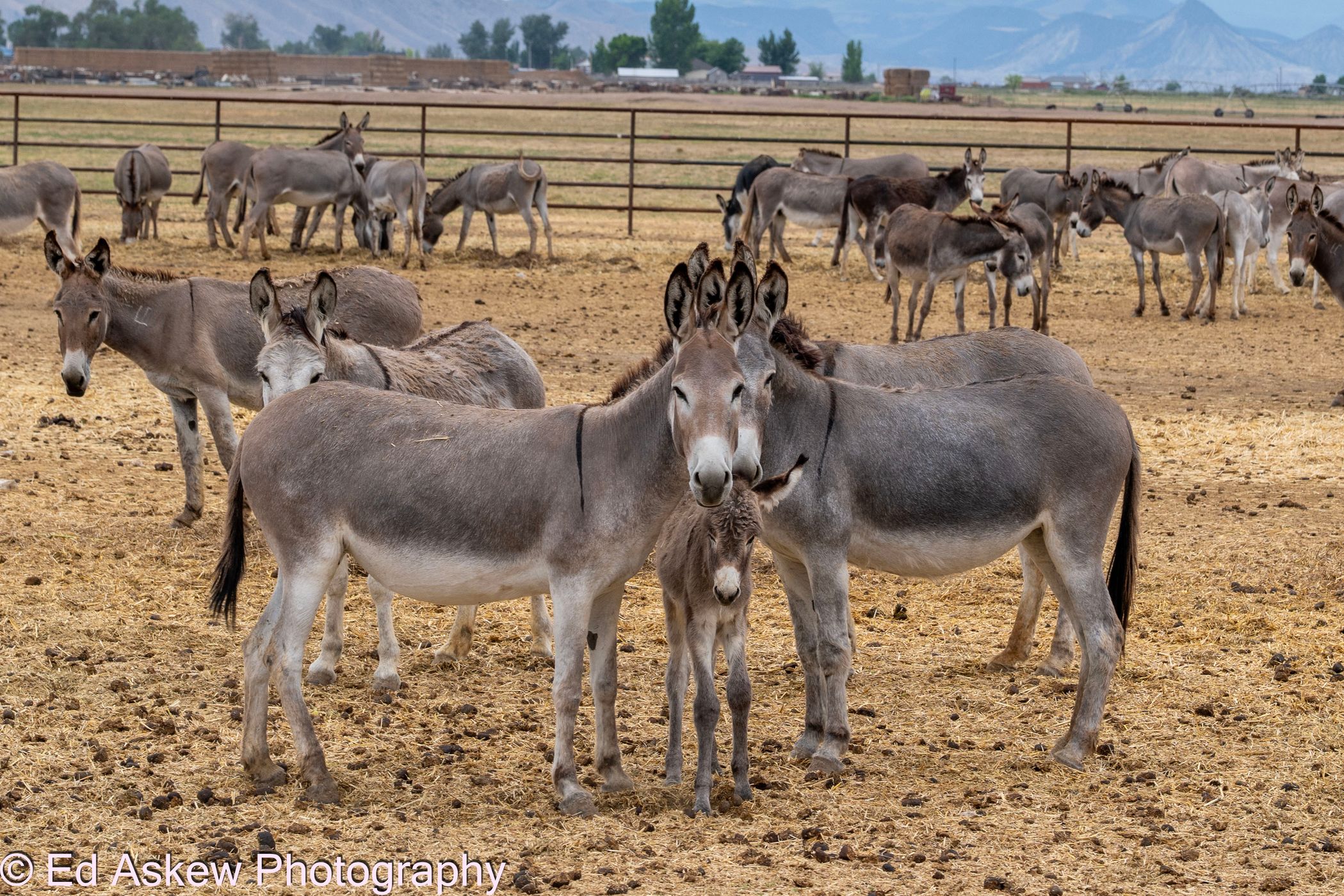 Donkey Farm, USA
