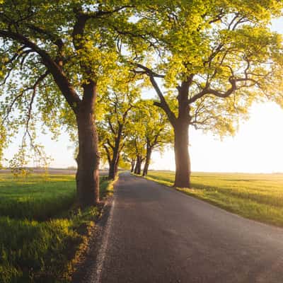 Eichen Alee (Stresower Landstraße), Germany
