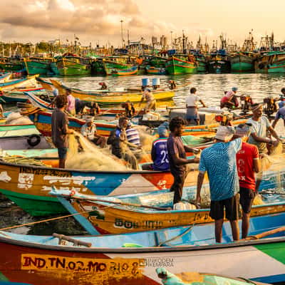 FishMarket, India