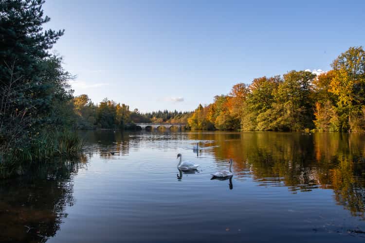 Swans of Virginia Water
