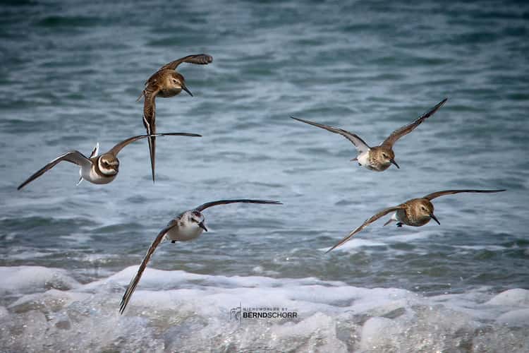 Helgoland Düne Nordstrand
