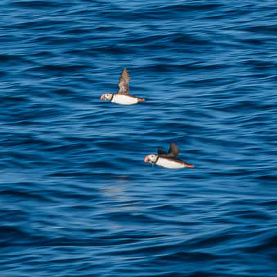 Husavik Puffins, Iceland