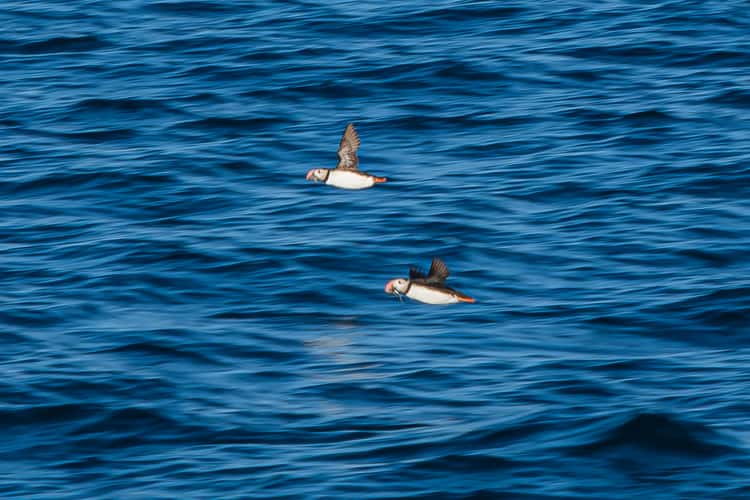Husavik Puffins
