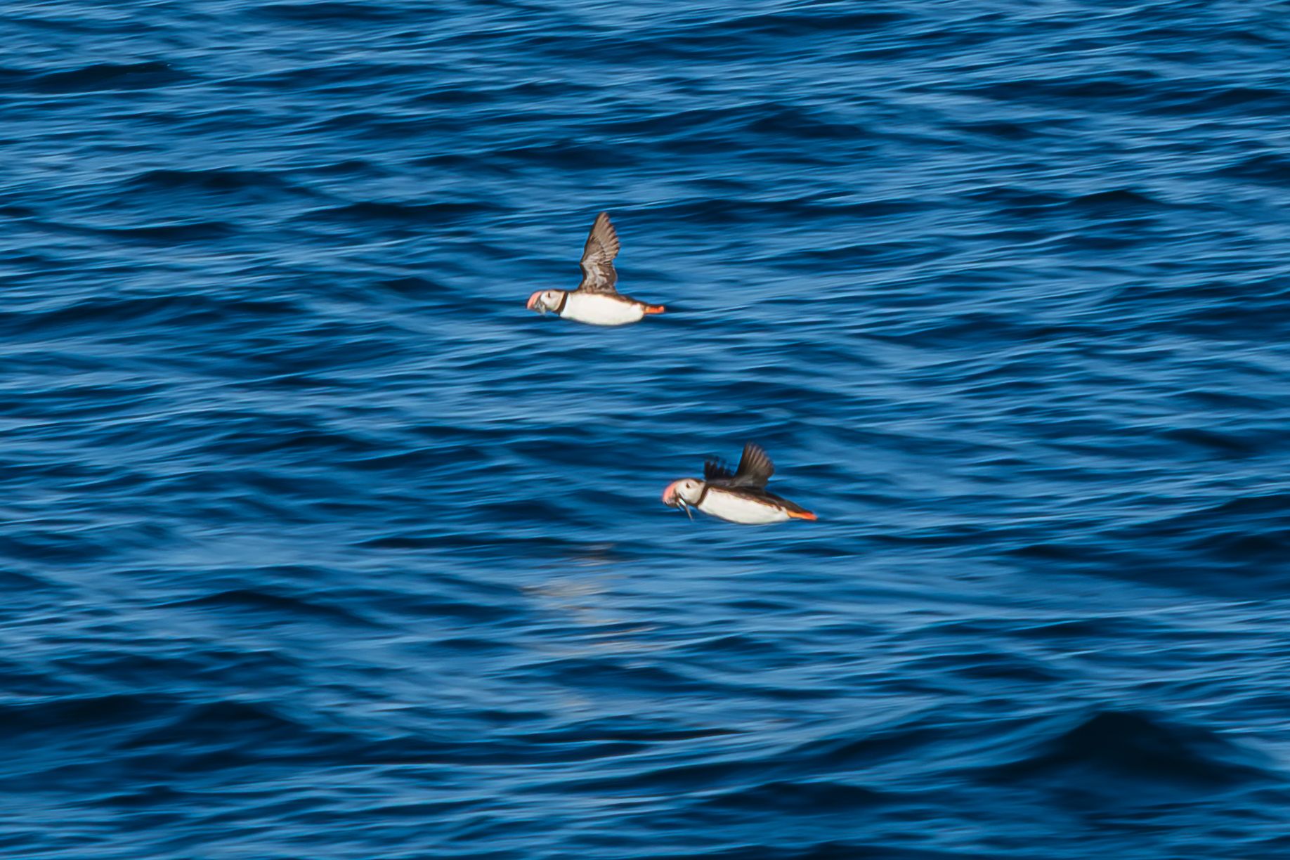 Husavik Puffins, Iceland