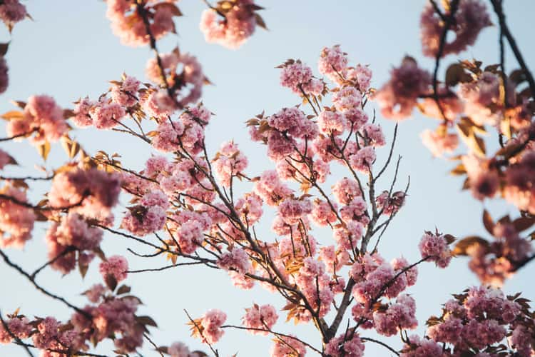 Kirschblüte Holzweg