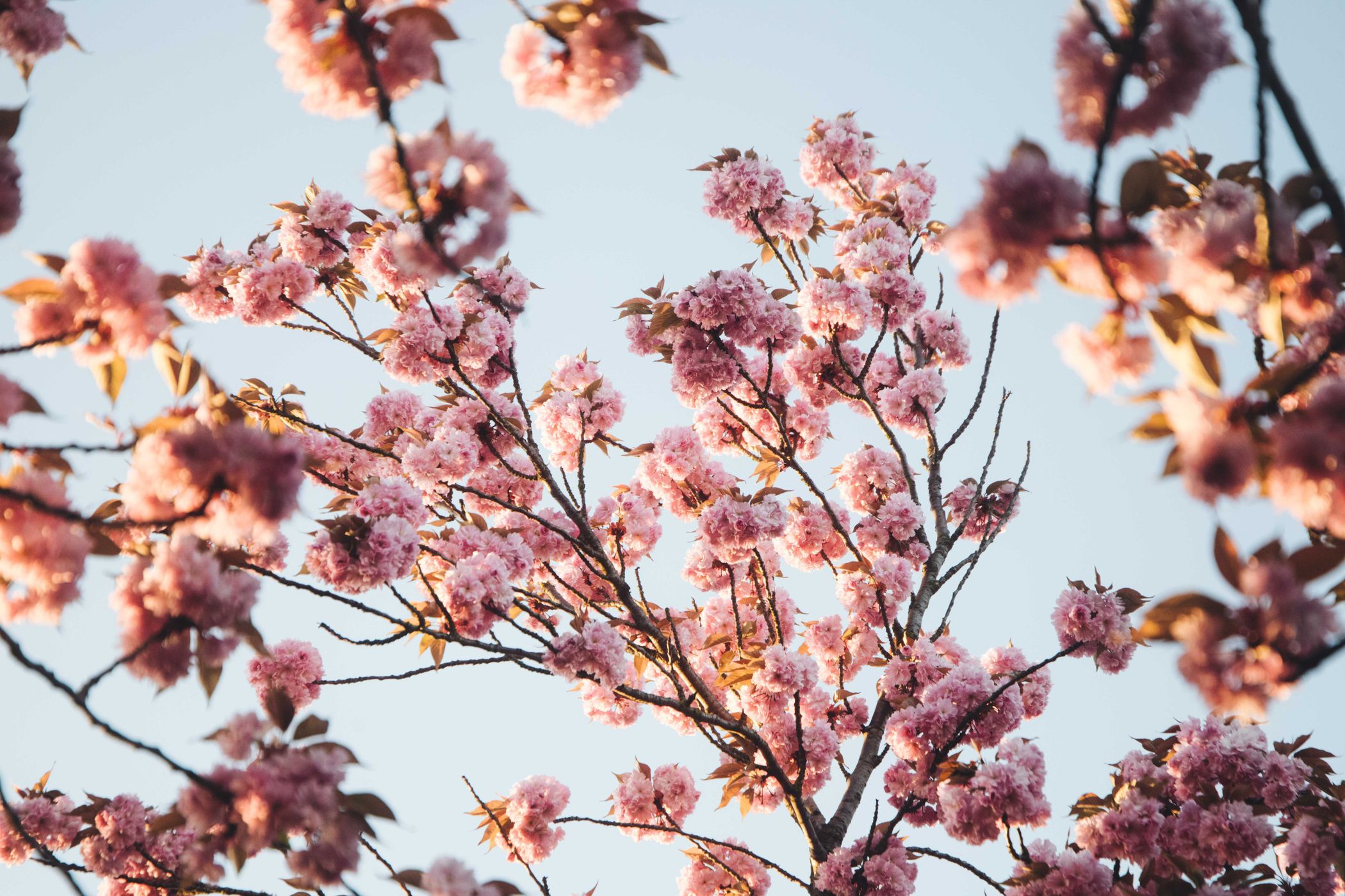 Kirschblüte Holzweg, Germany