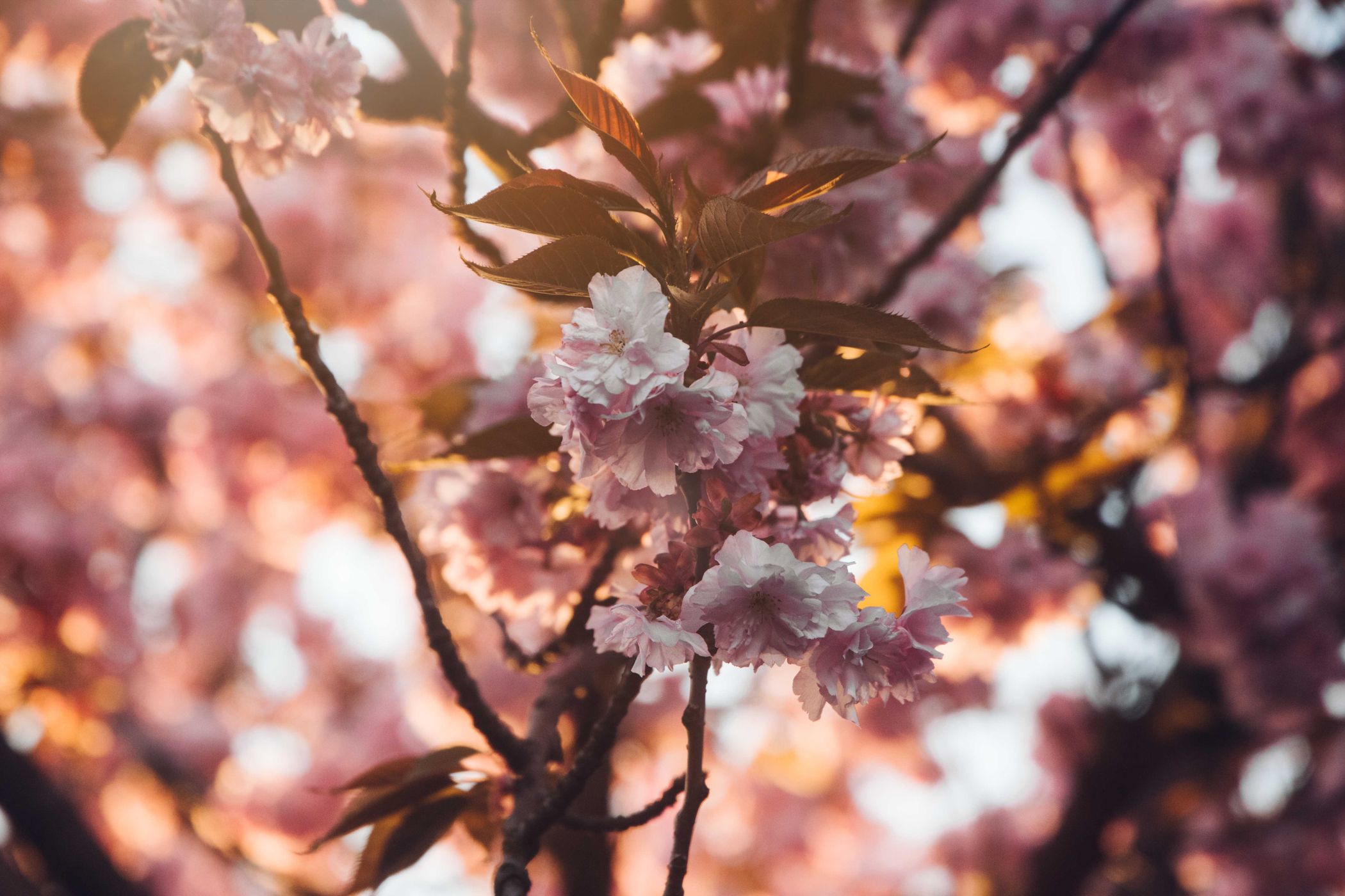 Kirschblüte Holzweg, Germany