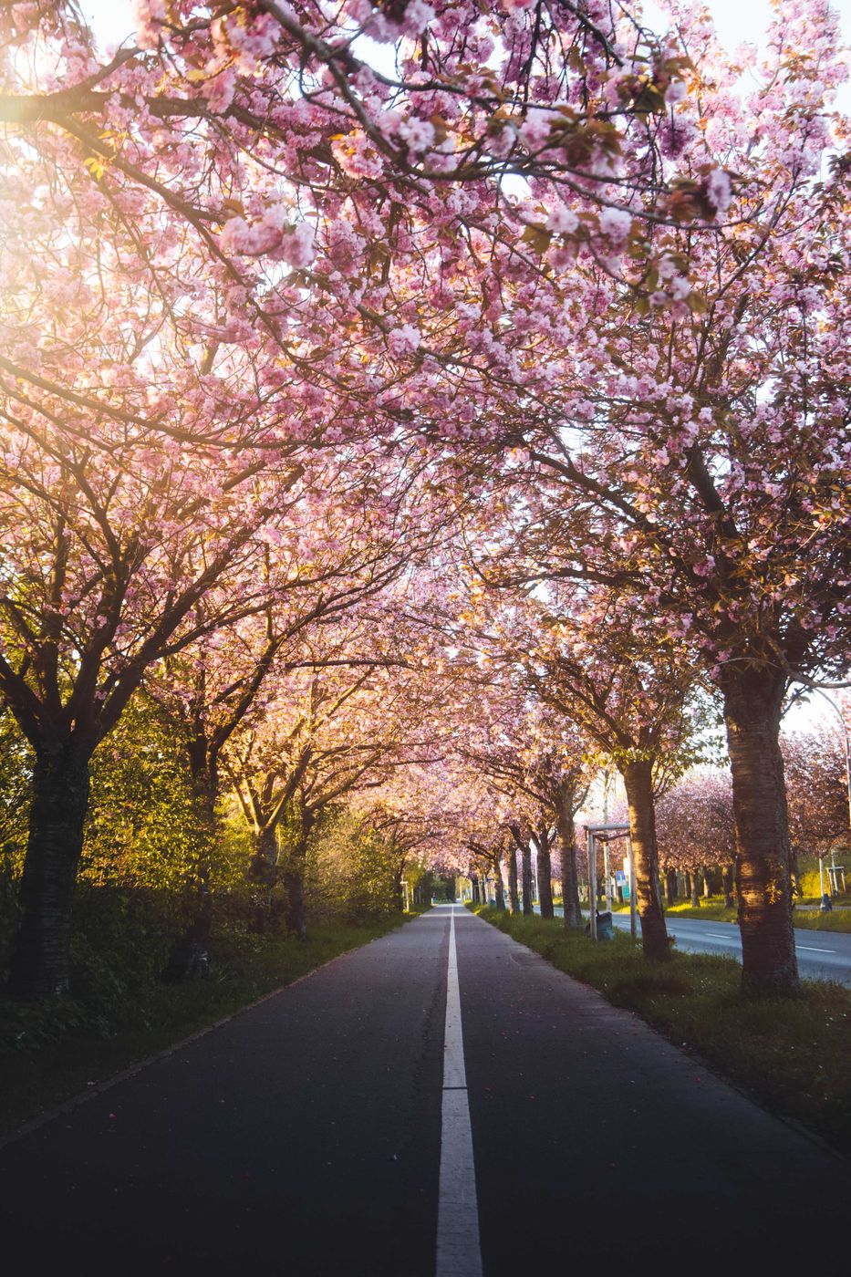 Kirschblüte Holzweg, Germany