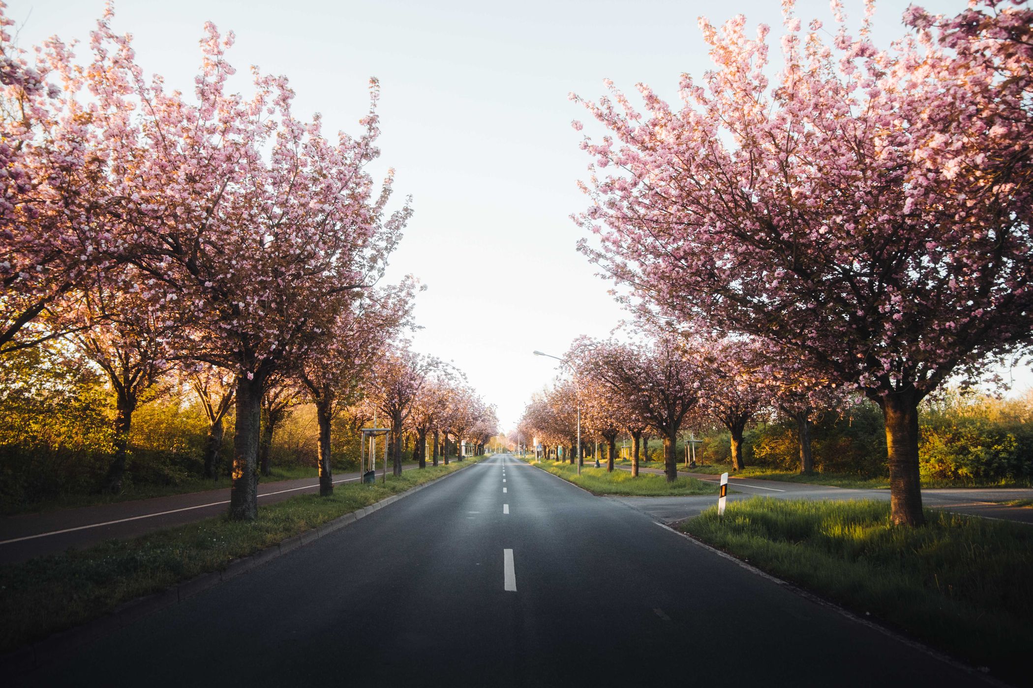 Kirschblüte Holzweg, Germany