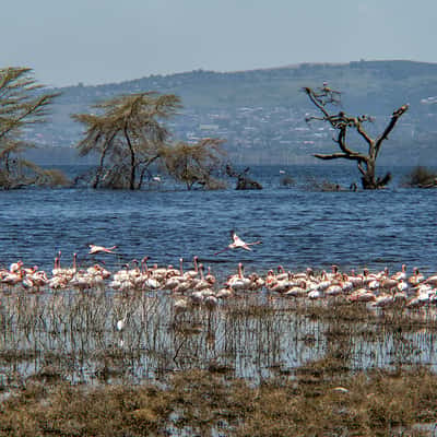 Lake Nakuru, Kenya