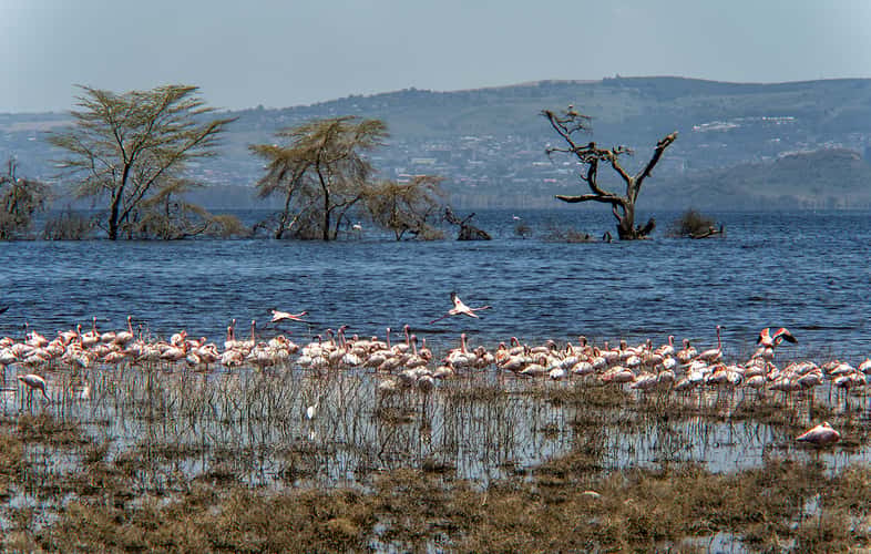 Lake Nakuru