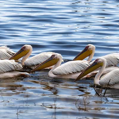 Lake Nakuru NP, Kenya