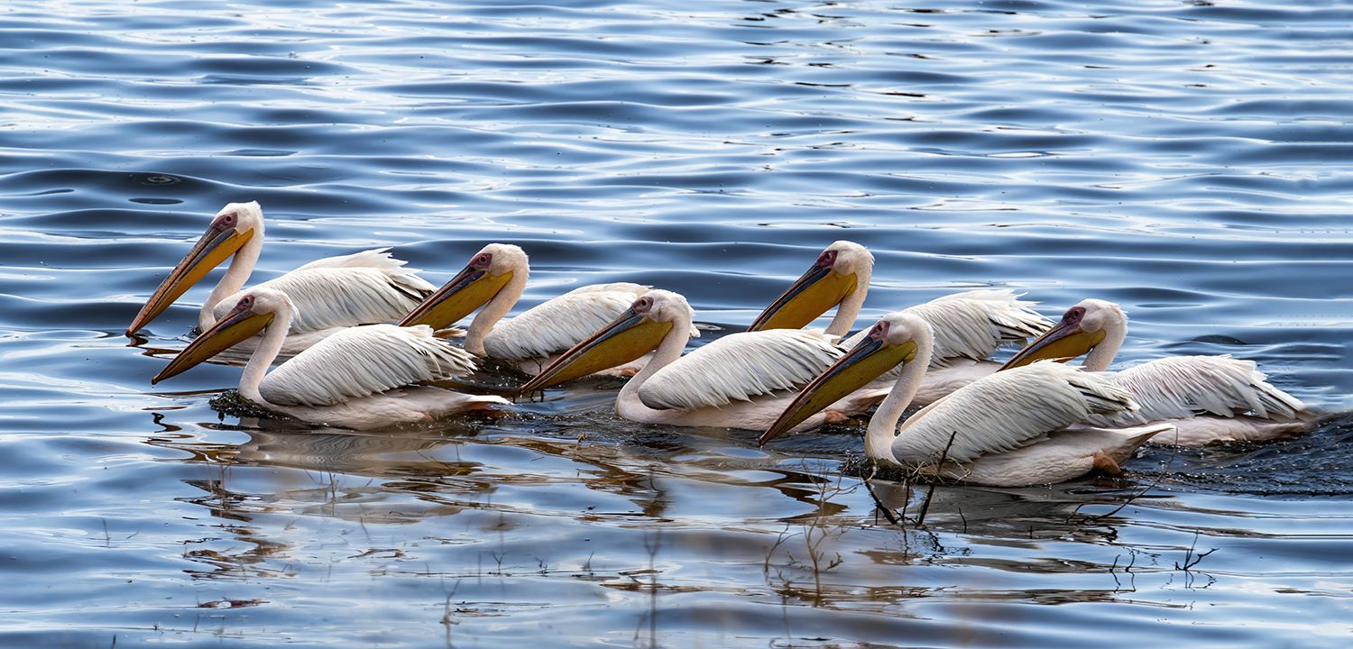 Lake Nakuru NP, Kenya