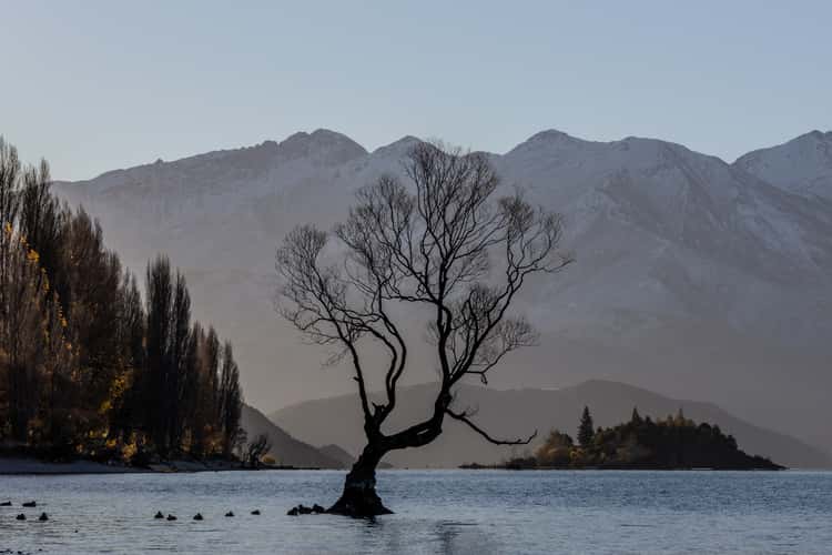Lake Wanaka - The lonely Tree