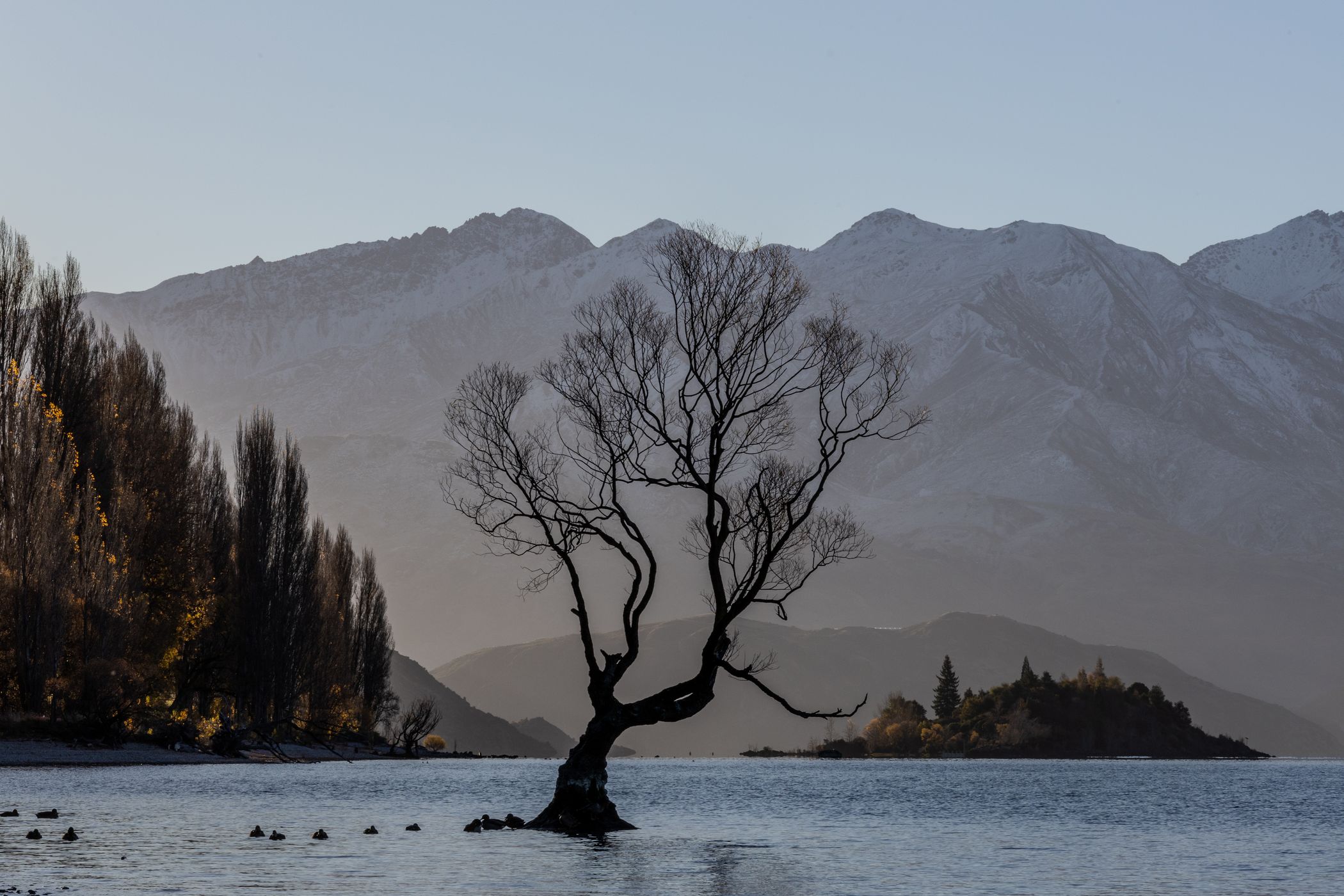 Lake Wanaka - The lonely Tree, New Zealand