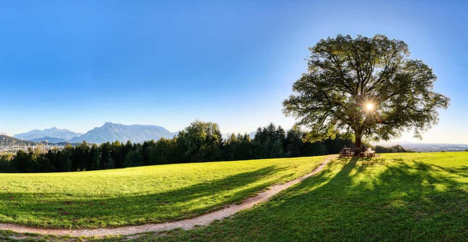 Lonely Tree