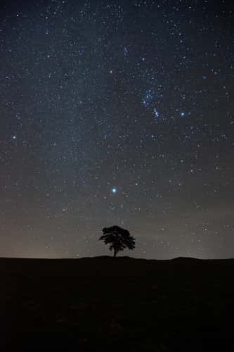 Lonely tree