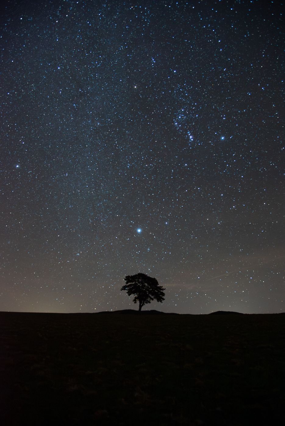 Lonely tree, France