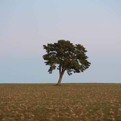 Lonely tree, France