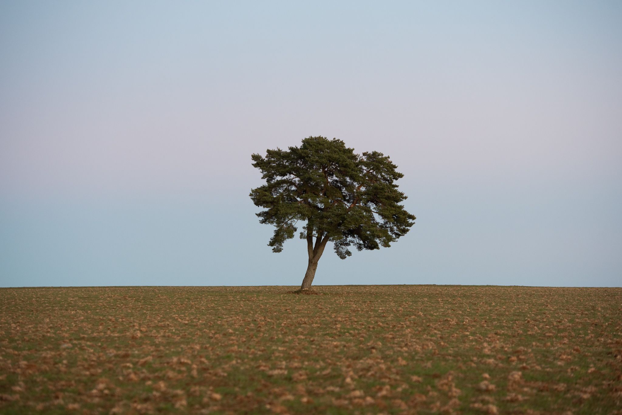 Lonely tree, France