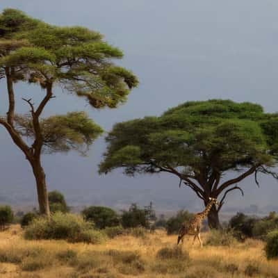 Masai Mara, Kenya