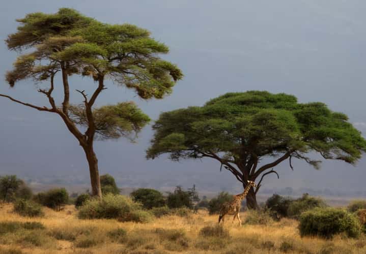 Masai Mara