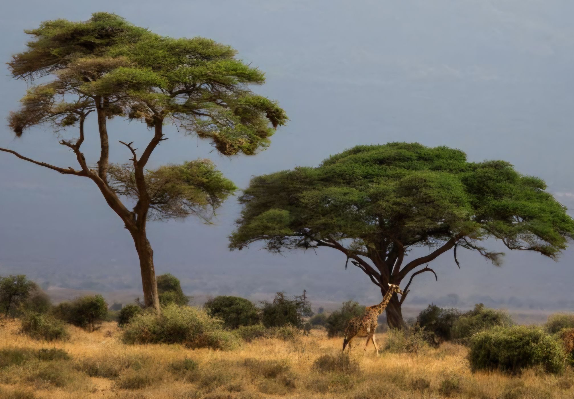 Masai Mara, Kenya