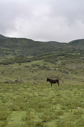 Meadow at Laguna 513 Trailhead