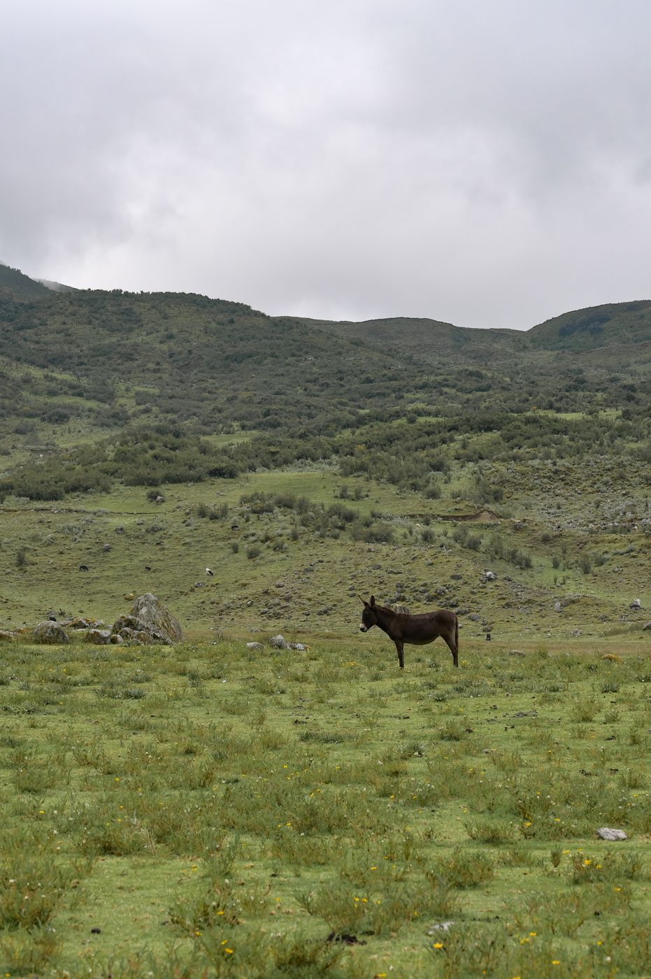Meadow at Laguna 513 Trailhead, Peru